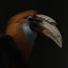 Papuan Hornbill
