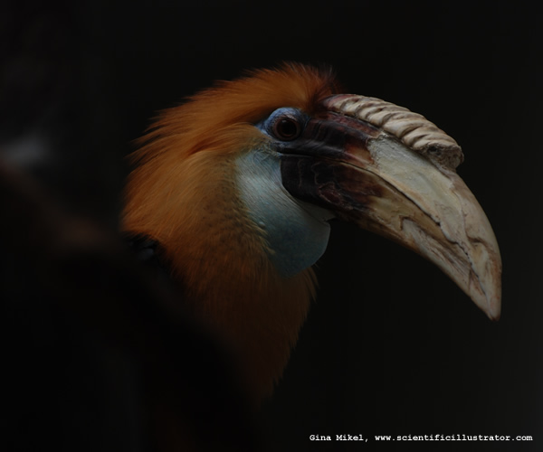 Papuan Hornbill