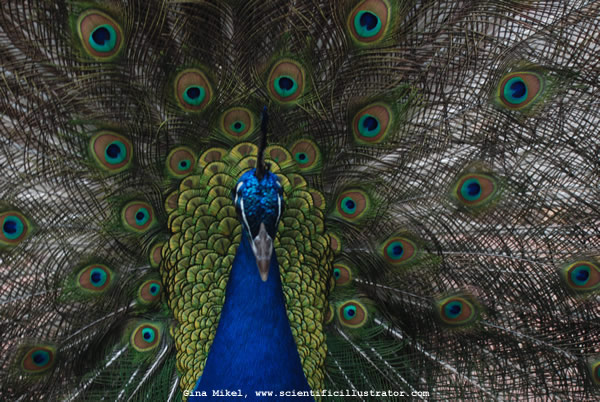 Peacock