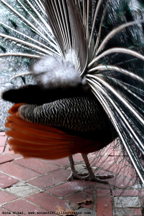 Peacock