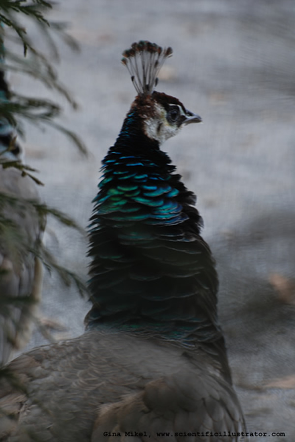 Peacock