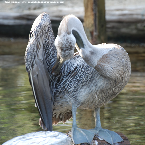 Pelican