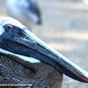 Pelican