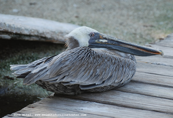 Pelican