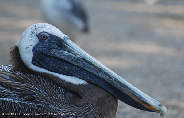Pelican