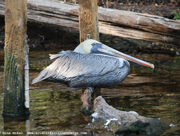Pelican