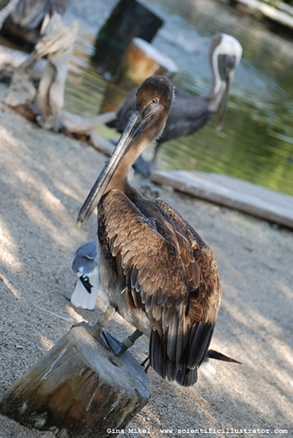 Brown Pelican