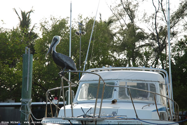 Pelican