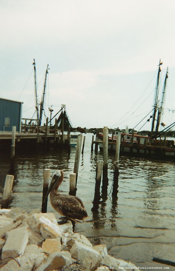 Pelican and Shrimp Boats