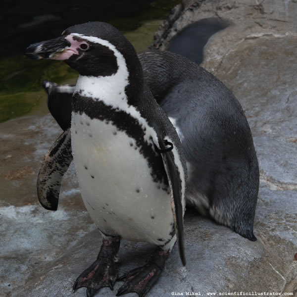 Humboldt Penguins