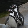 Humboldt Penguins