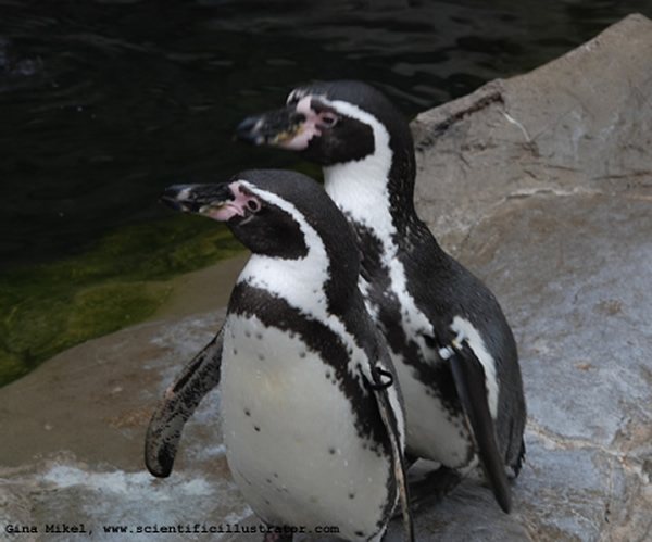 Humboldt Penguins
