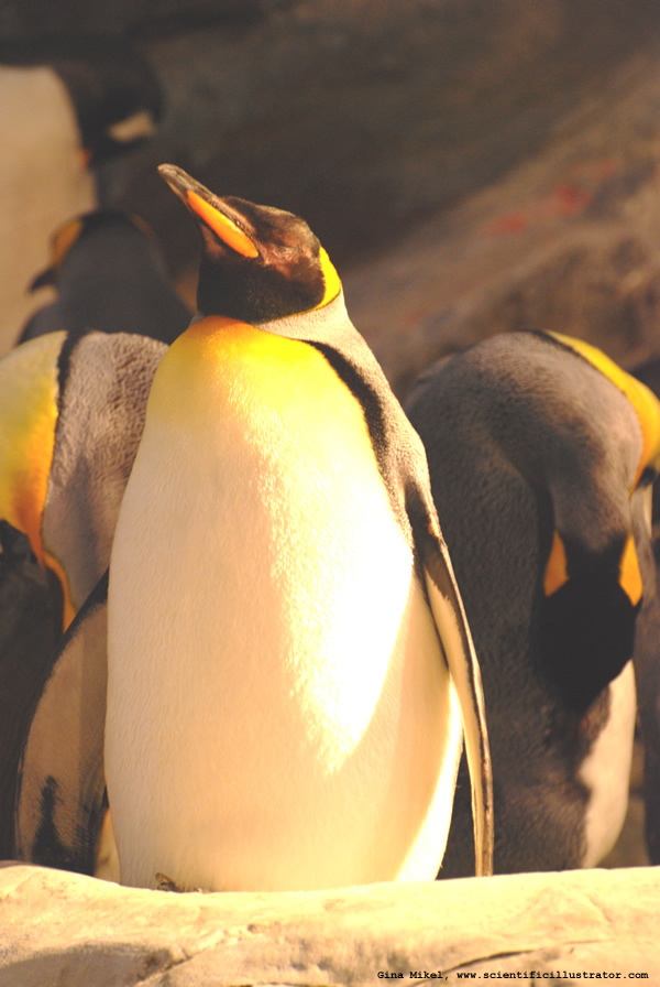 Penguin