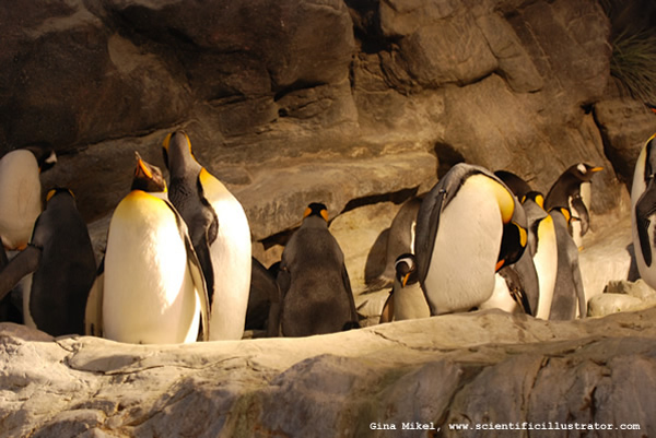Penguins
