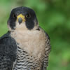 Peregrine Falcon