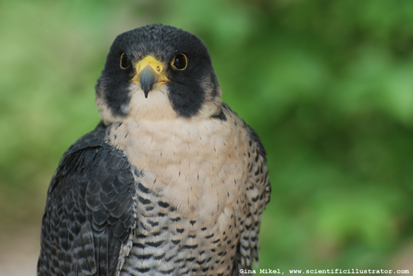 Peregrine Falcon