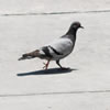 Rock Pigeon