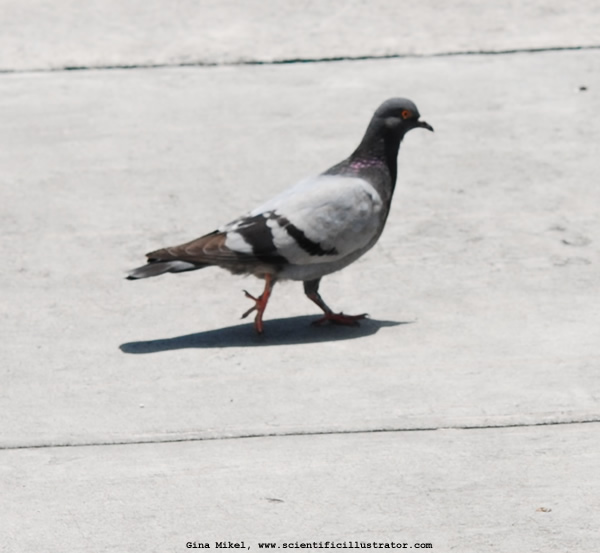 Rock Pigeon