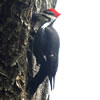 Pileated Woodpecker