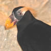 Tufted Puffin