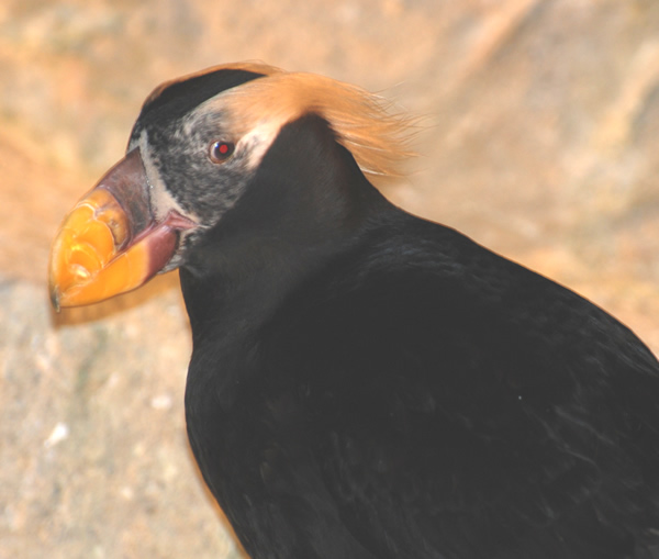 Tufted Puffin