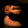 Atlantic Puffin