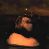 Atlantic Puffin