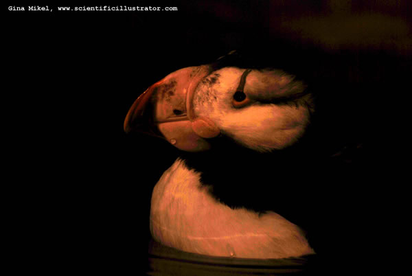 Atlantic Puffin