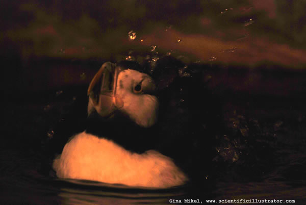 Atlantic Puffin