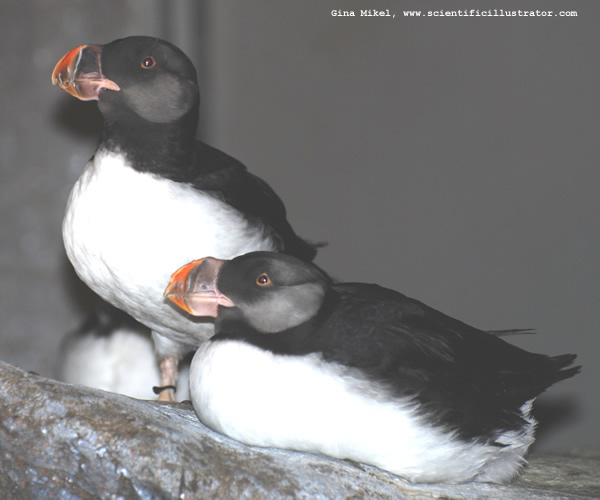 Atlantic Puffins