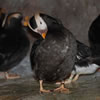 Tufted Puffin