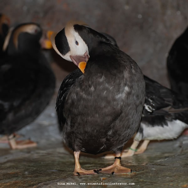 Tufted Puffin