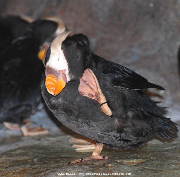 Tufted Puffin
