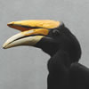 rhinoceros Hornbill
