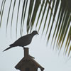 Ring-Neck Dove
