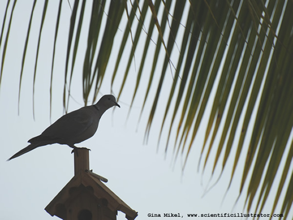 Ring-Neck Dove