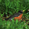 Robin