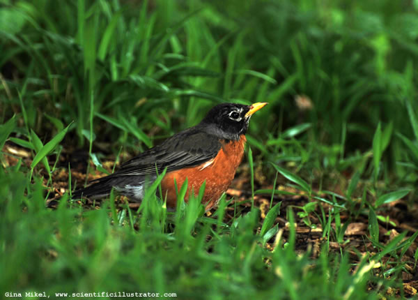 Robin