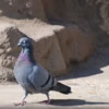 Rock Pigeon