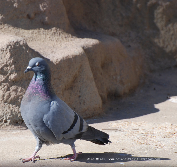 Rock Pigeon