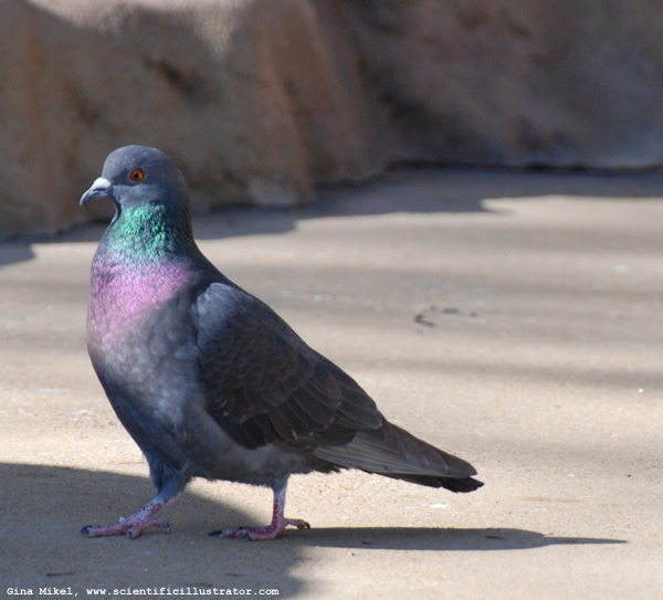 Rock Pigeon