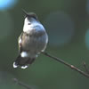 Ruby-Throated Hummingbird