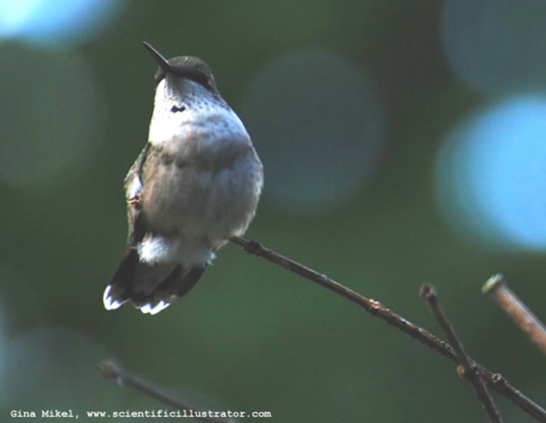 Ruby-Throated Hummingbird