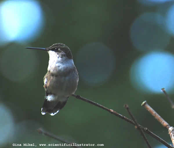 Ruby-Throated Hummingbird
