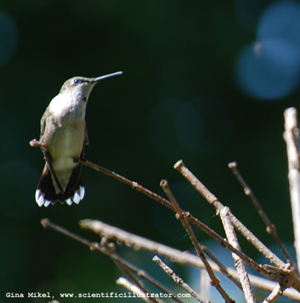 Ruby-Throated Hummingbird