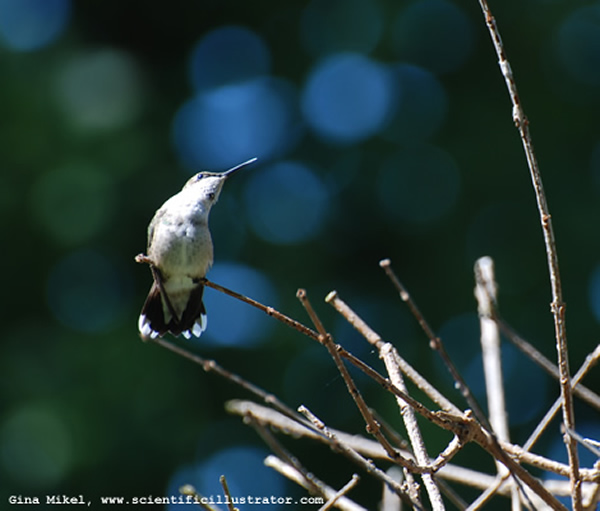 Ruby-Throated Hummingbird
