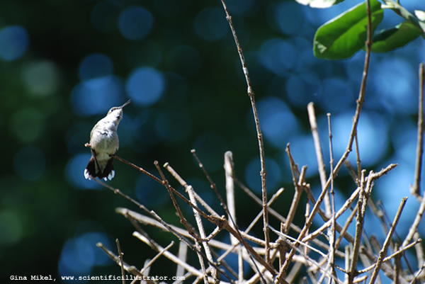 Ruby-Throated Hummingbird