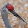 Sandhill Crane
