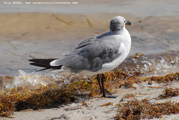 Gull