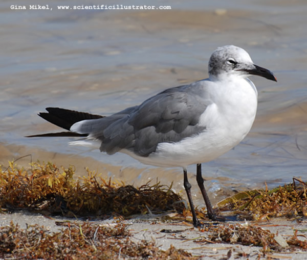 Gull